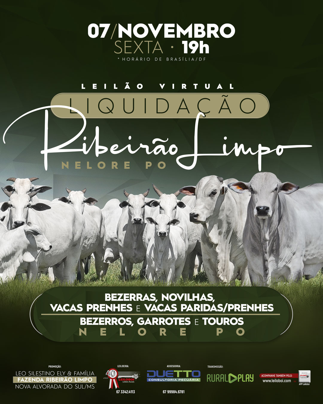 LEILÃO LIQUIDAÇÃO NELORE FAZ. RIBEIRÃO LIMPO