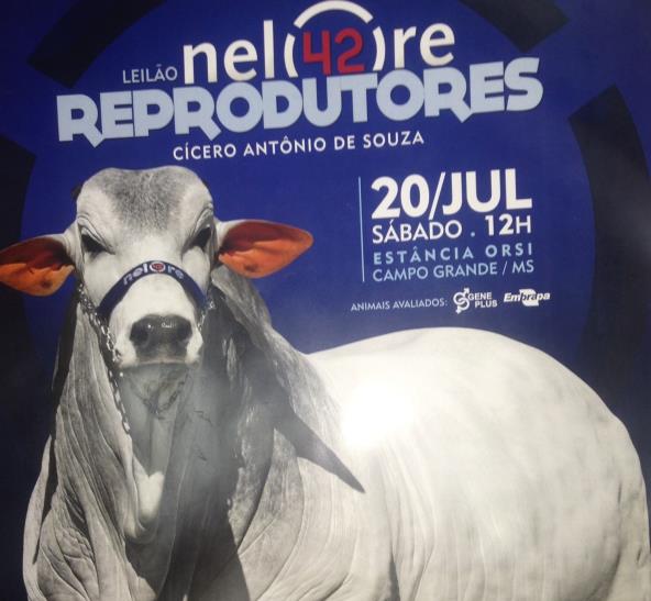 LEILÃO REPRODUTORES NELORE 42 - CAMPO GRANDE/MS