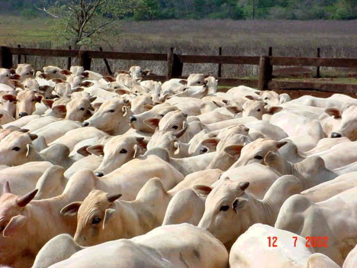 LEILAO ESPECIAL FÊMEAS FAZENDA TARUMÃ