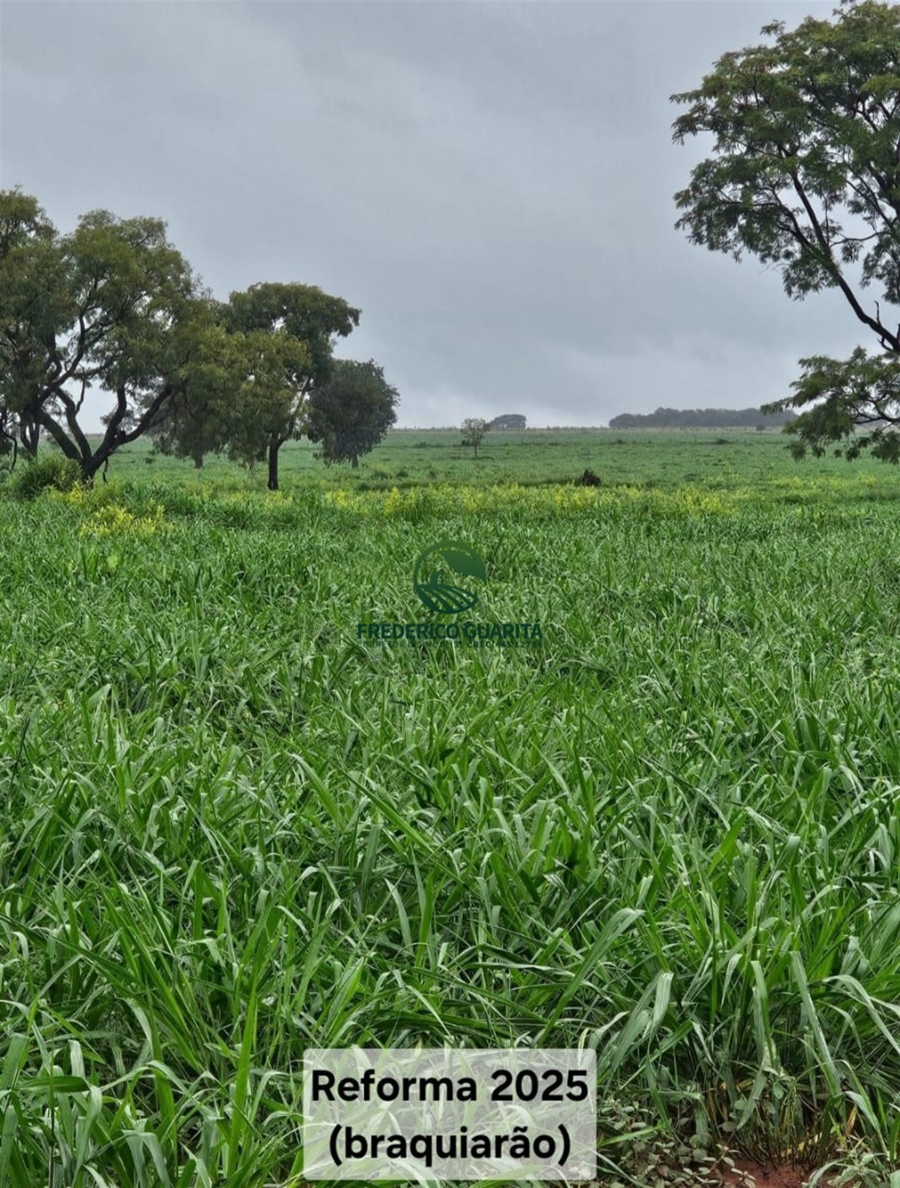 1.070 HECTARES - 40 KM DE CAMPO GRANDE/MS