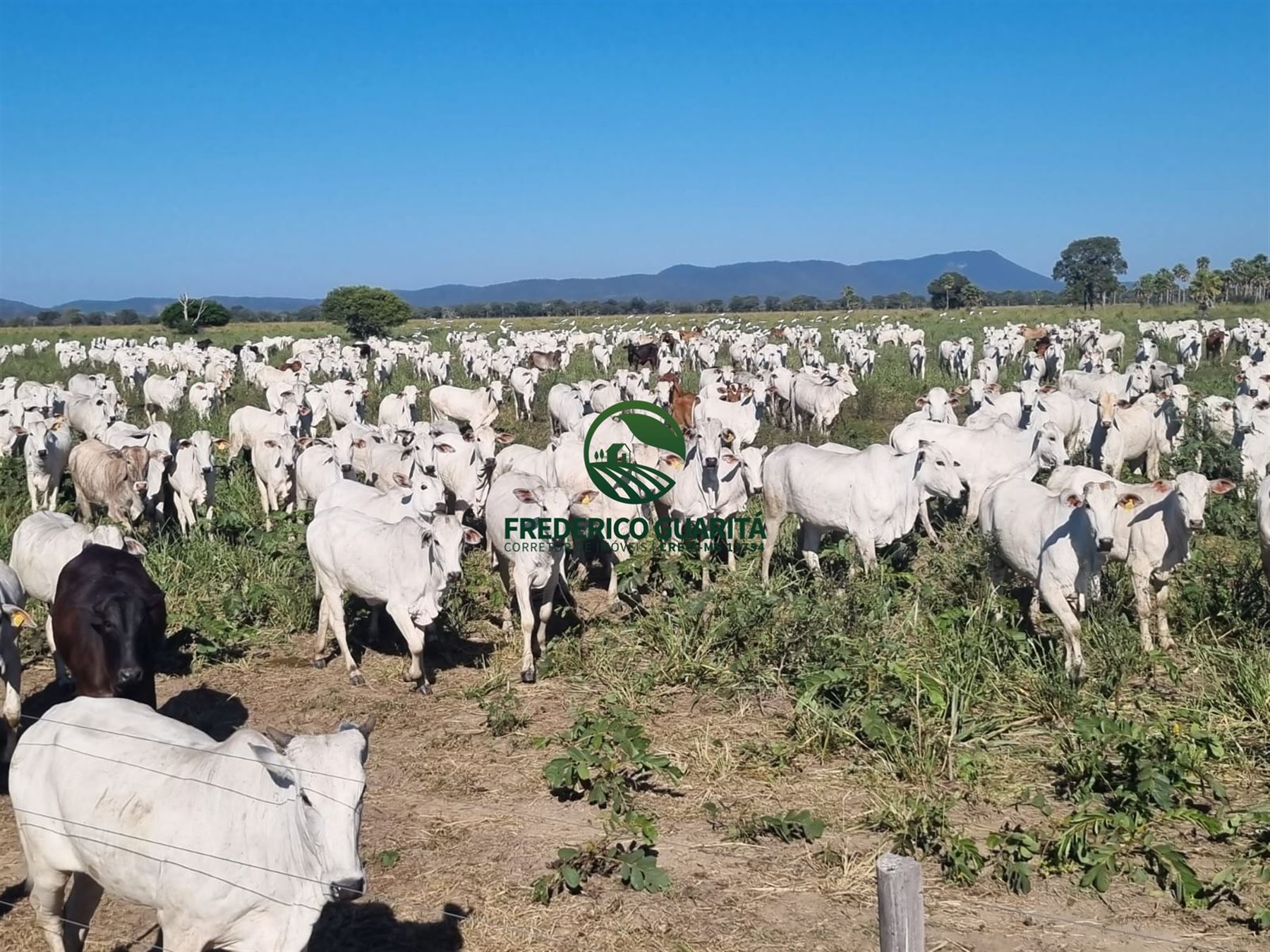 7.300 HECTARES, 35KM DE CORUMBÁ/MS