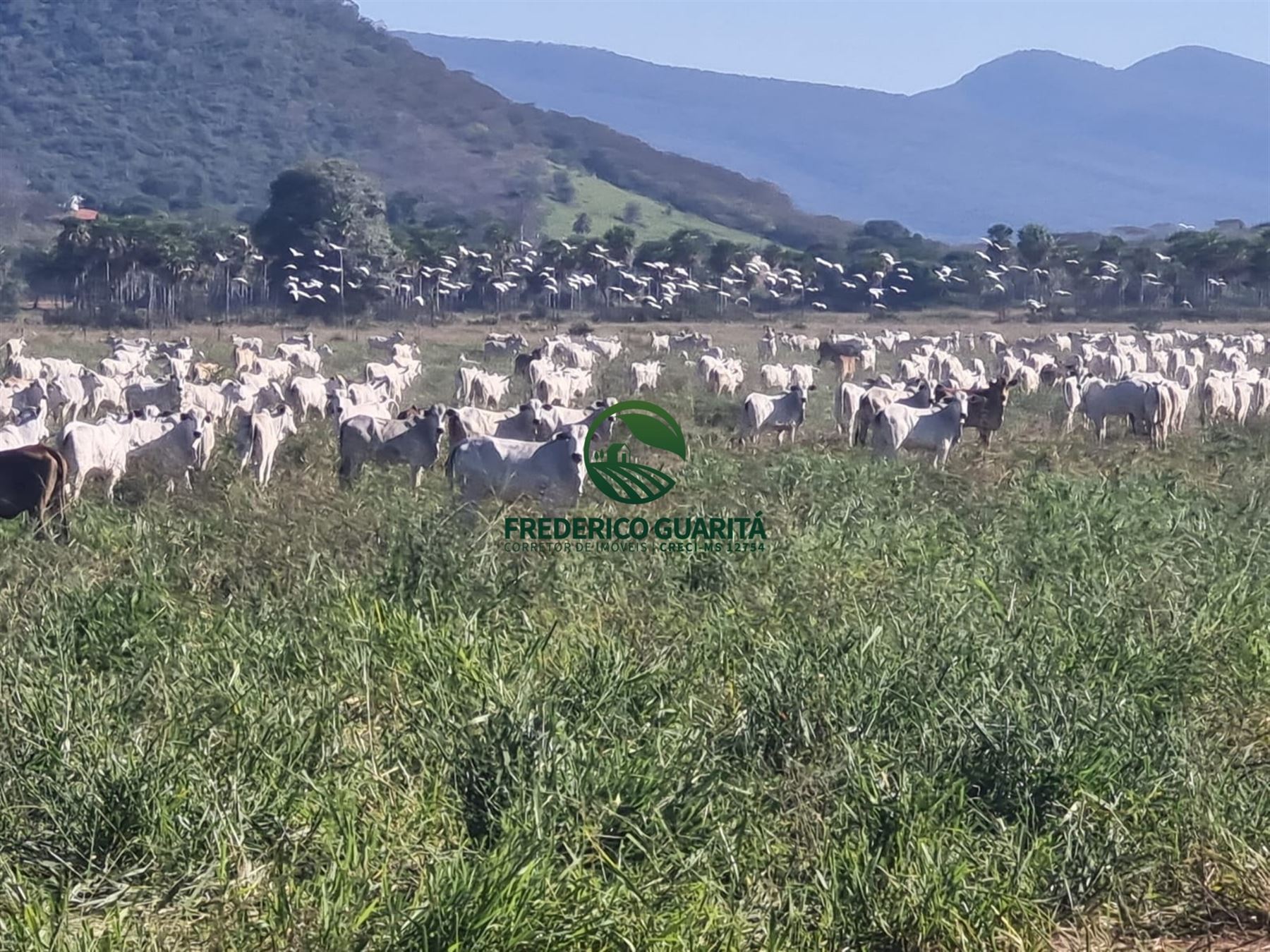 7.300 HECTARES, 35KM DE CORUMBÁ/MS
