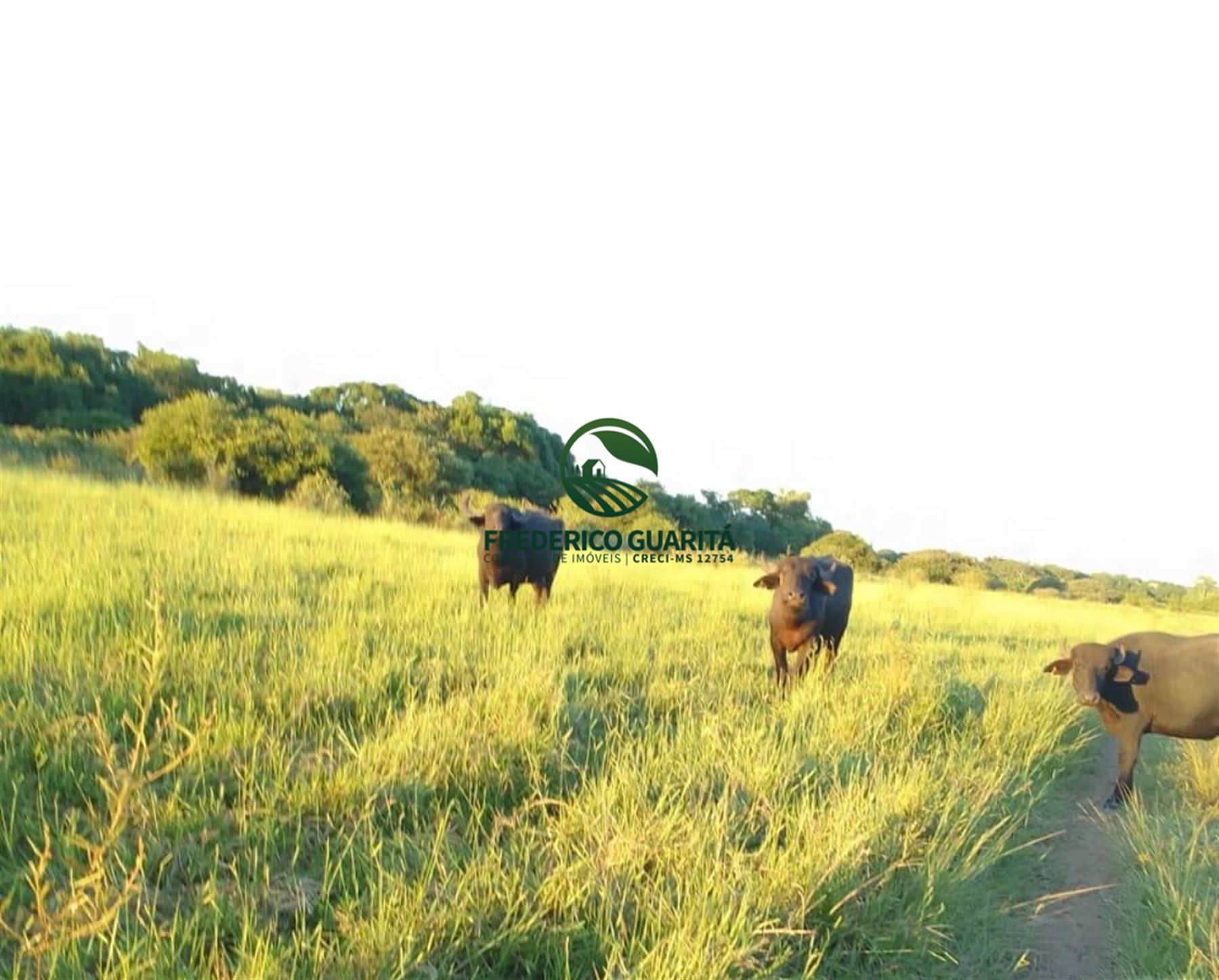 400 HECTARES - 31KM DA BR 163, SENTIDO CURVA DO LEQUE