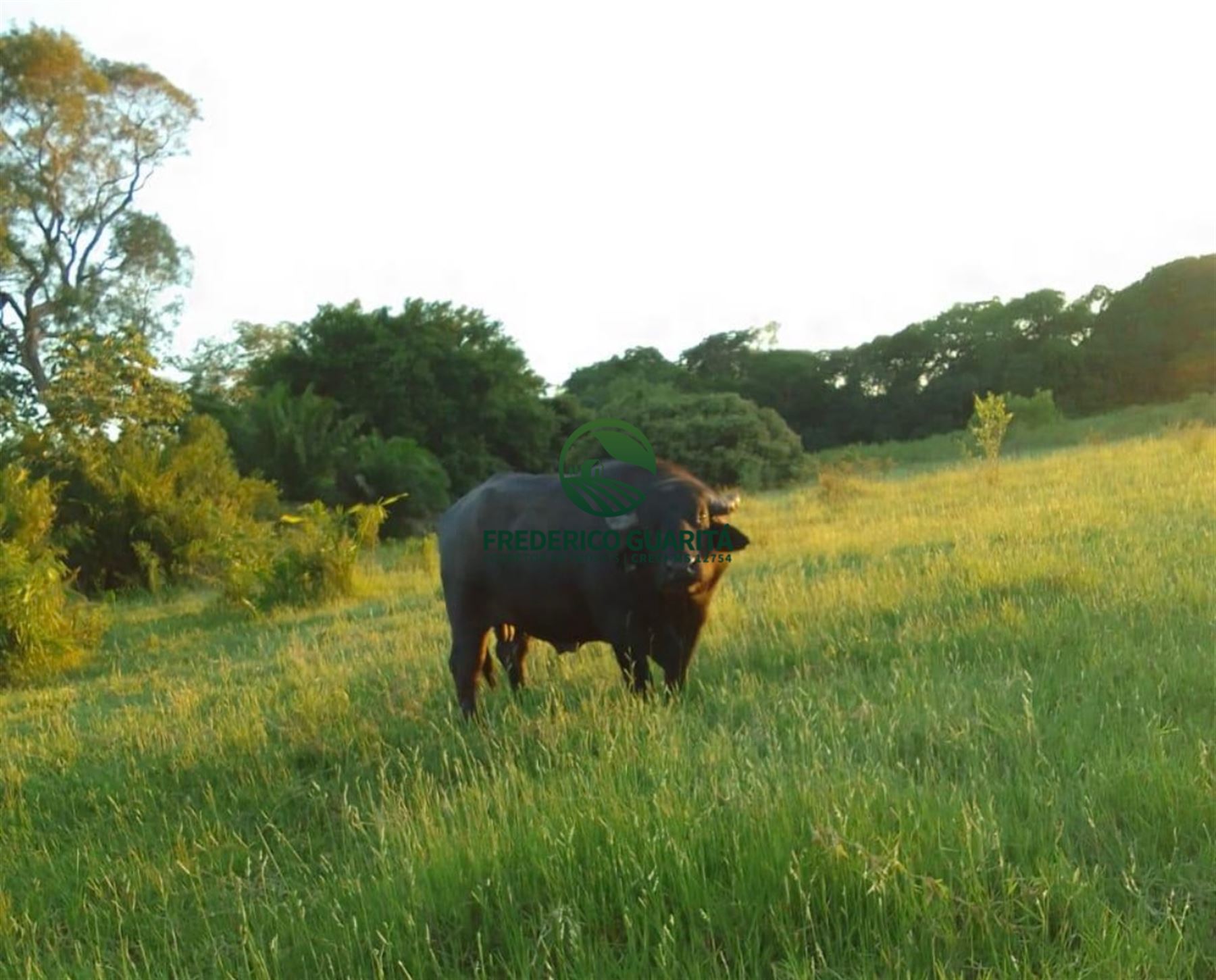 400 HECTARES - 31KM DA BR 163, SENTIDO CURVA DO LEQUE