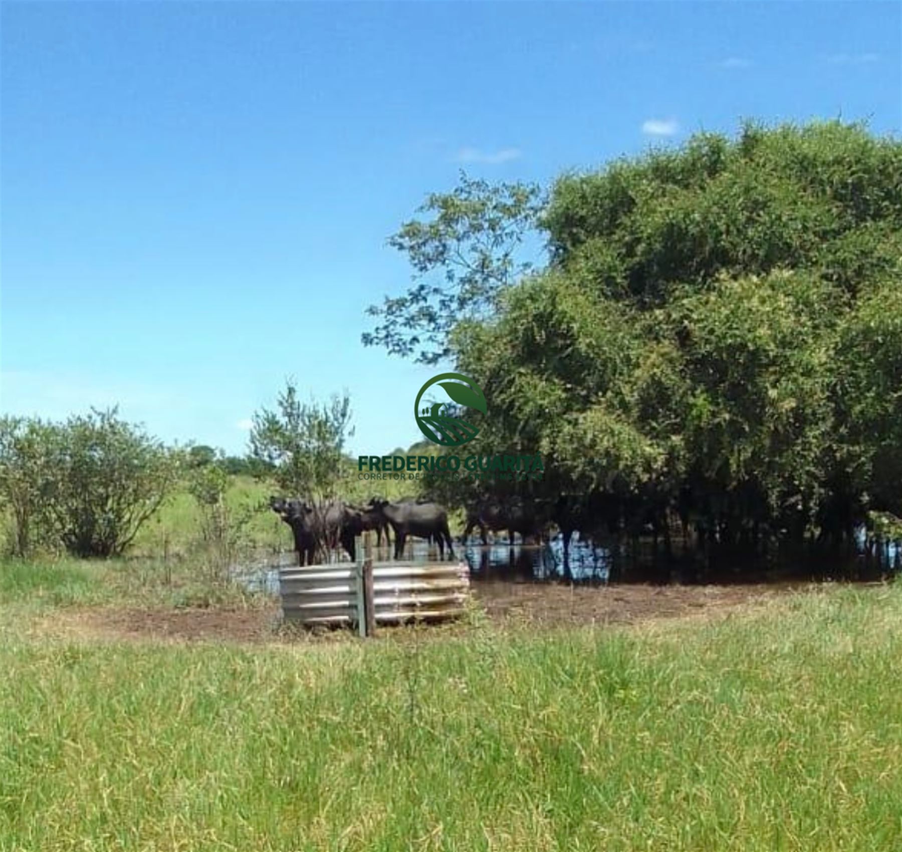 400 HECTARES - 31KM DA BR 163, SENTIDO CURVA DO LEQUE