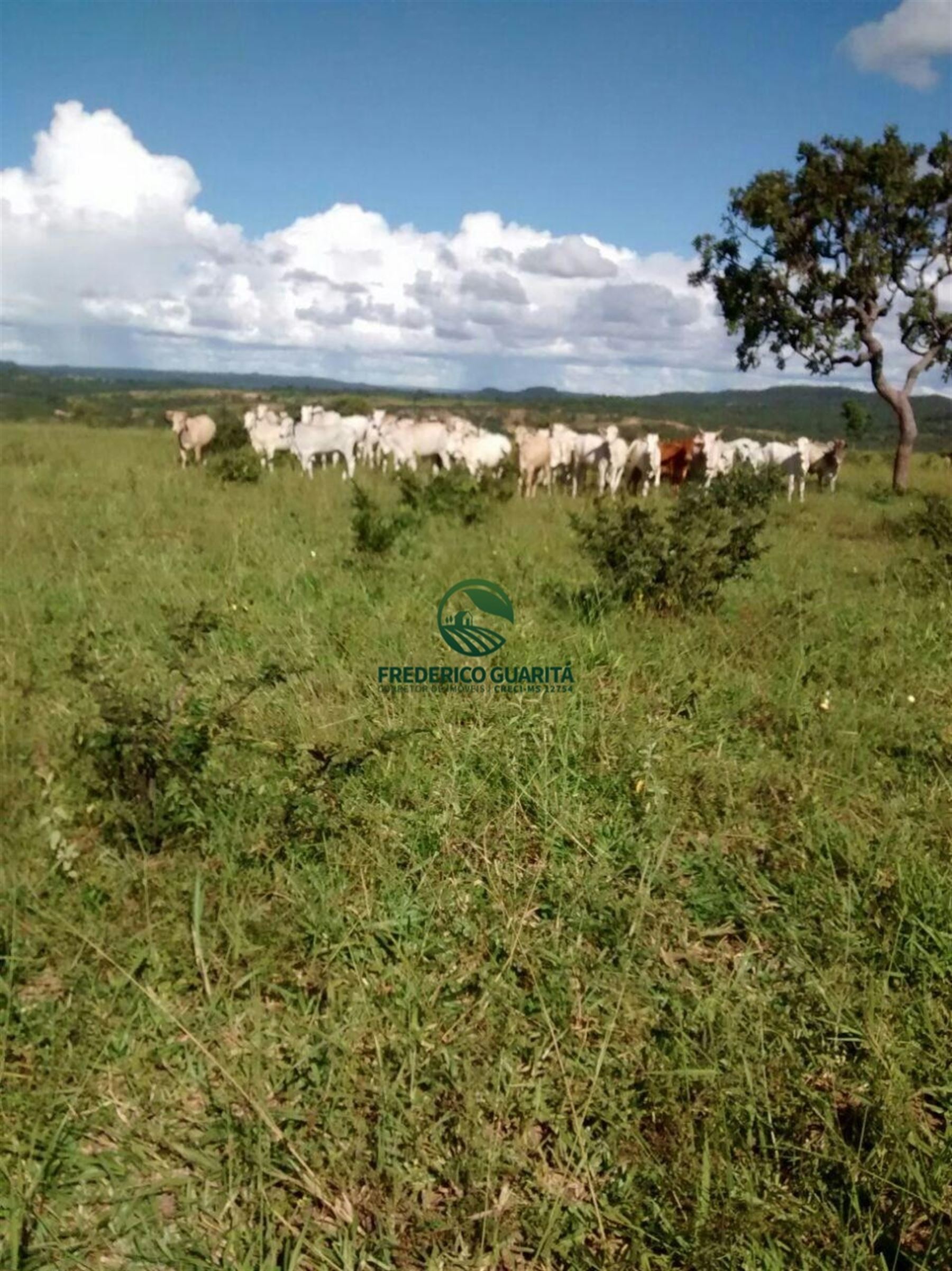 2.236 HECTARES - 16KM DE 70KM DE CAMAPUÃ/MS