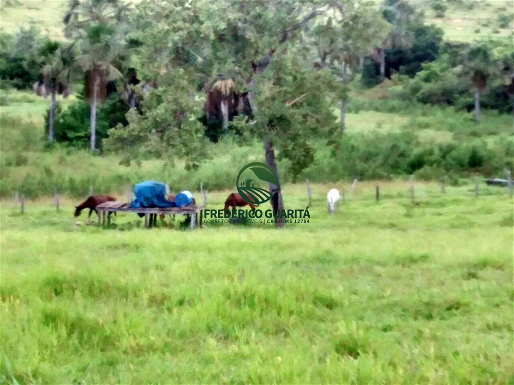 2.236 HECTARES - 16KM DE 70KM DE CAMAPUÃ/MS