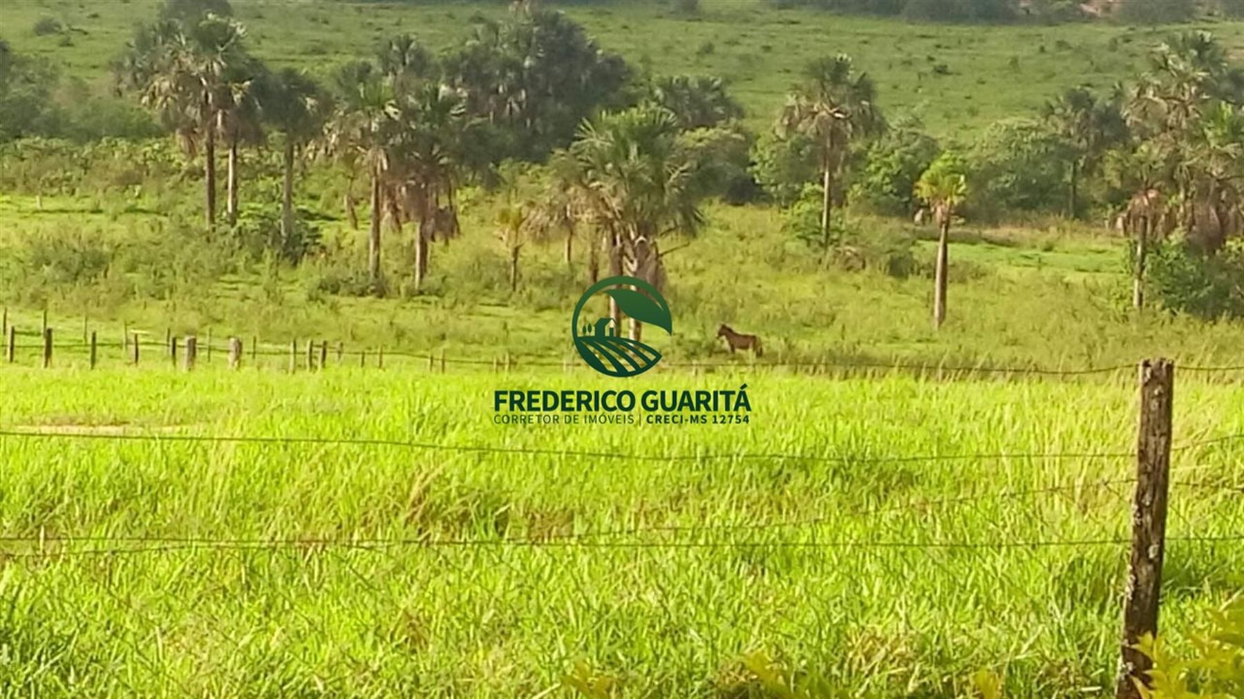 2.236 HECTARES - 16KM DE 70KM DE CAMAPUÃ/MS