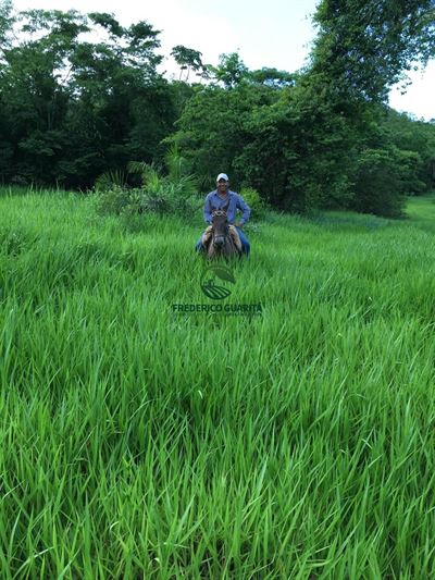 2.236 HECTARES - 16KM DE 70KM DE CAMAPUÃ/MS