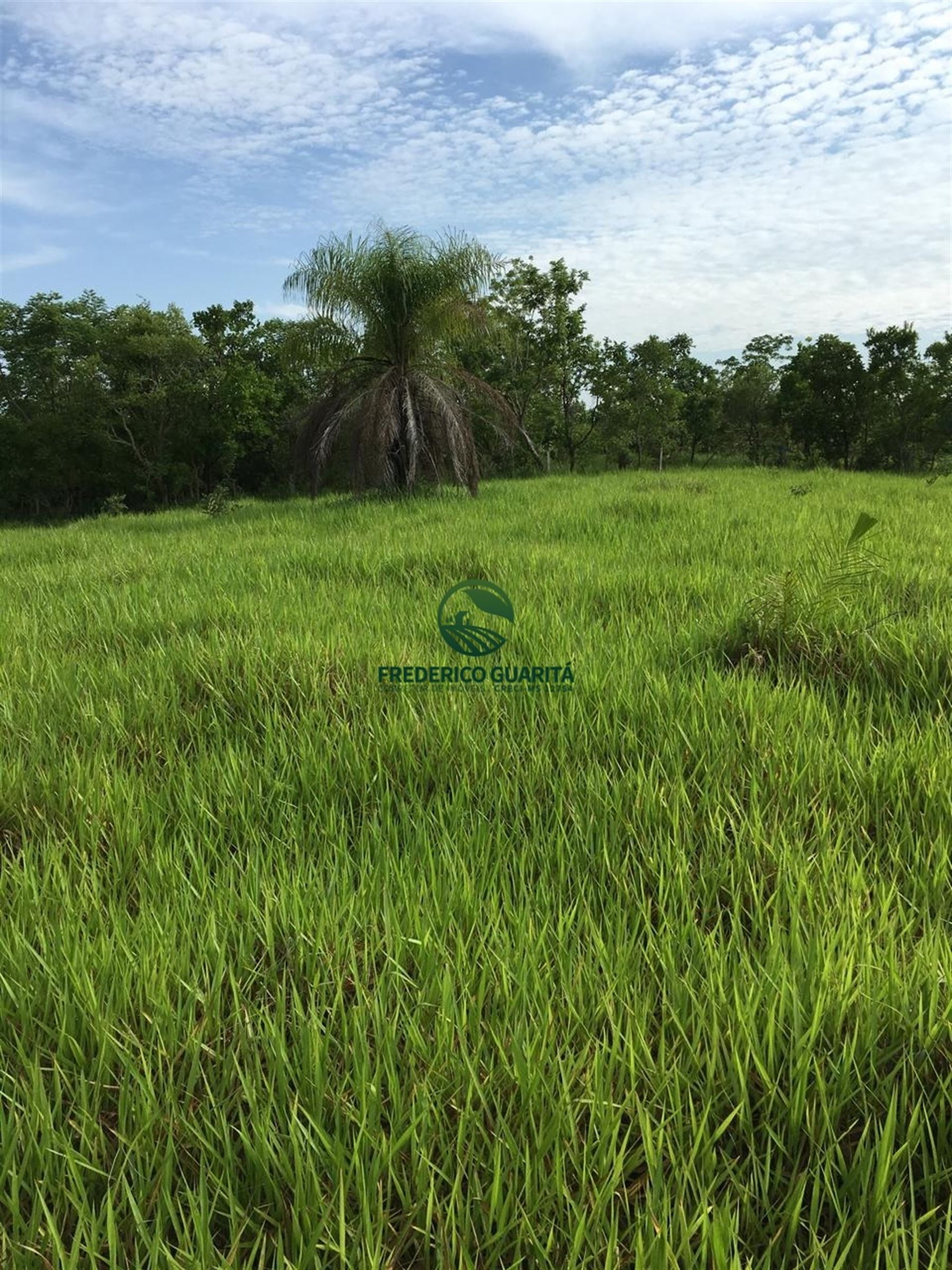 2.236 HECTARES - 16KM DE 70KM DE CAMAPUÃ/MS