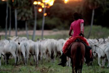 COMITIVA PANTANEIRA NO LEILÃO FAZENDA NOVO HORIZONTE - PARTE 2